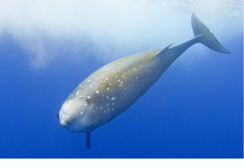 Deepest diving