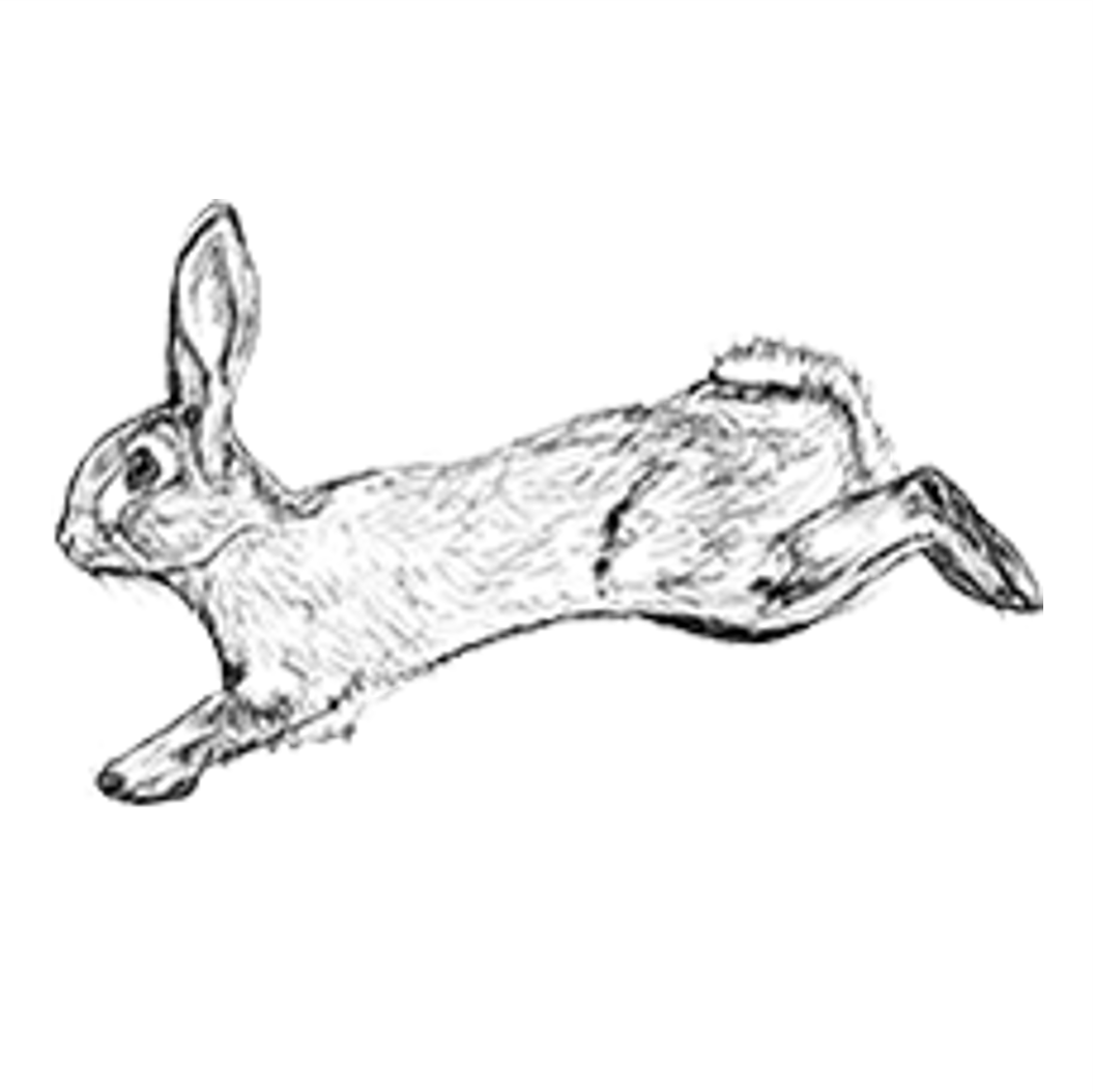 Agile Rabbit