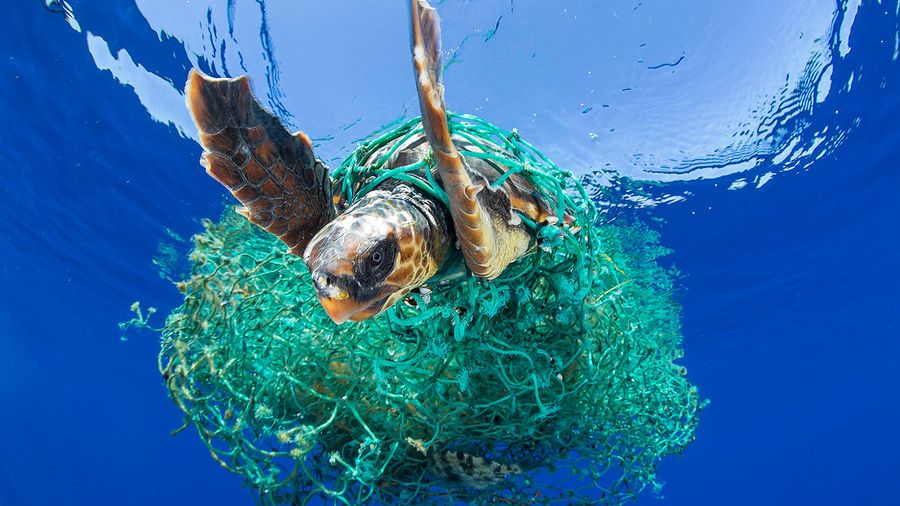 How do humans impact the Ocean?