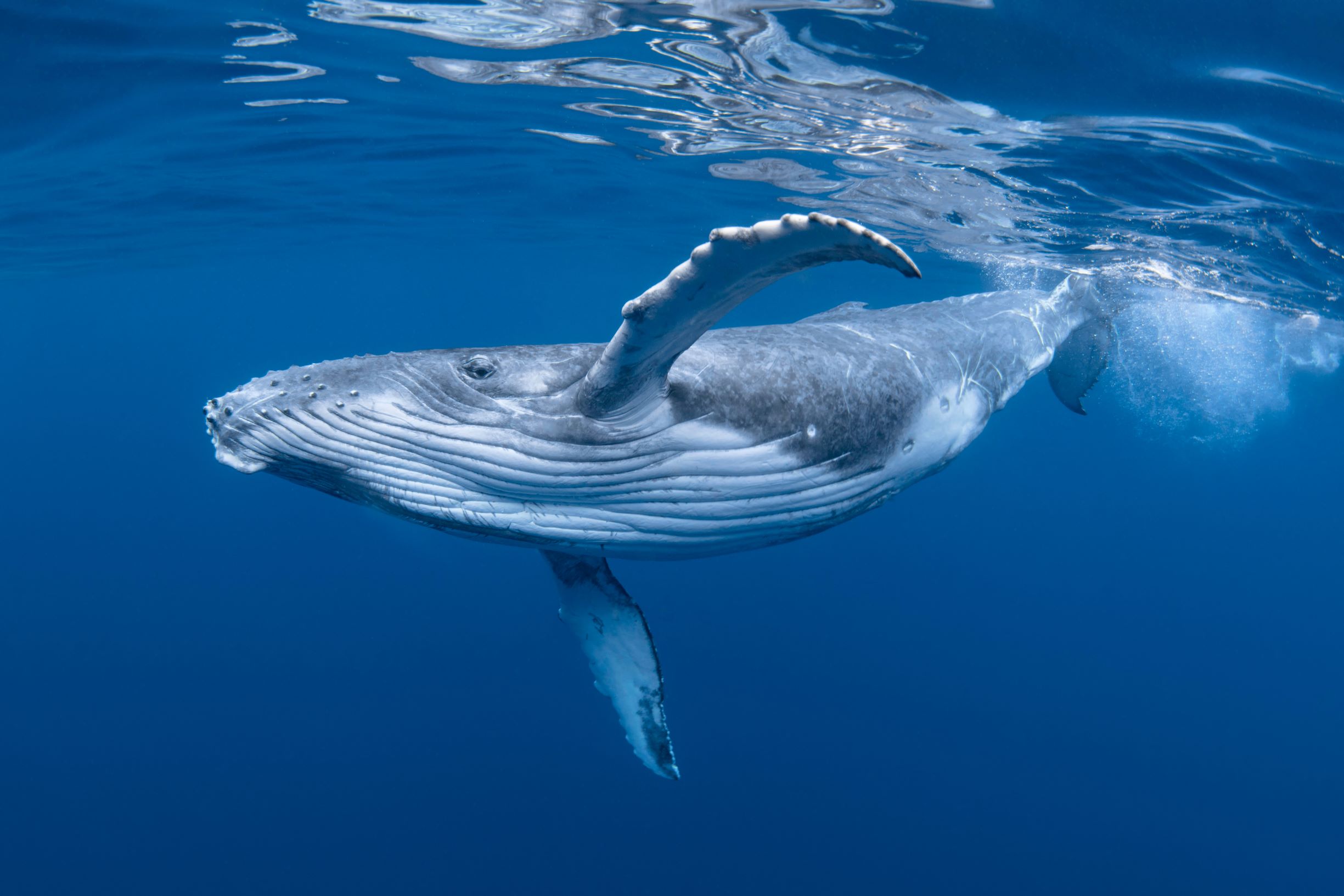 Running for the Ocean