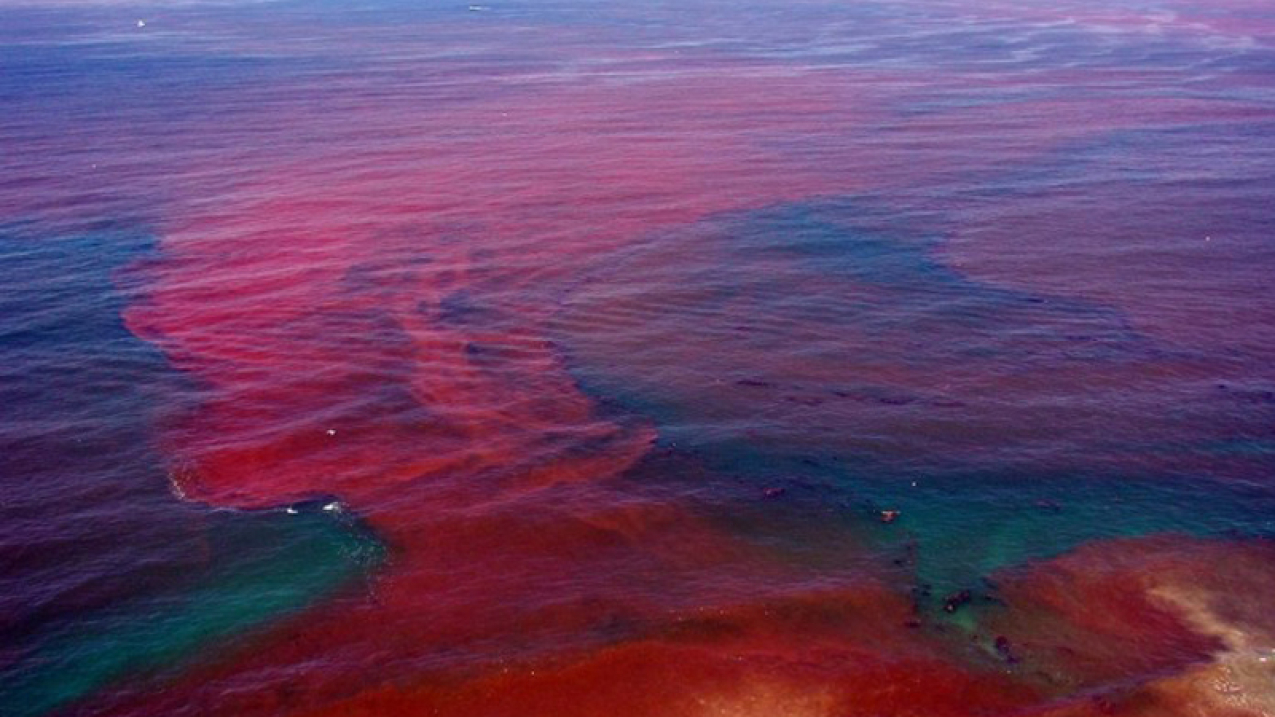 What is happening to the Ocean because of human activity?
